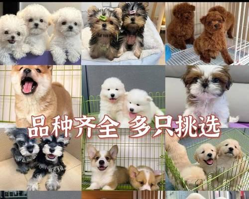 纯种泰迪犬价格大揭秘！（探究纯种泰迪犬的价格走向，解读市场变动）