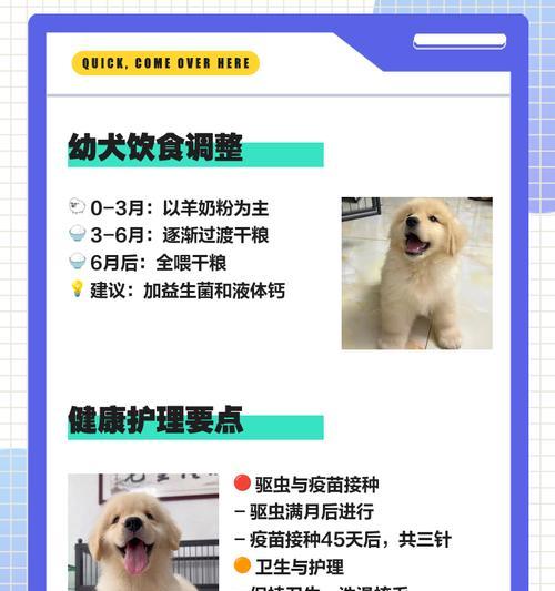 金毛驱虫和疫苗，守护毛孩健康（金毛驱虫与疫苗的重要性，让你的金毛宝贝远离病虫侵扰）