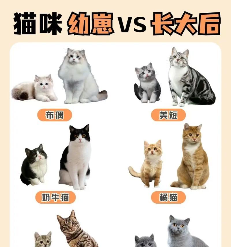 新来的小猫需要多久才能适应新环境？（探讨小猫适应新环境的时间和过程）
