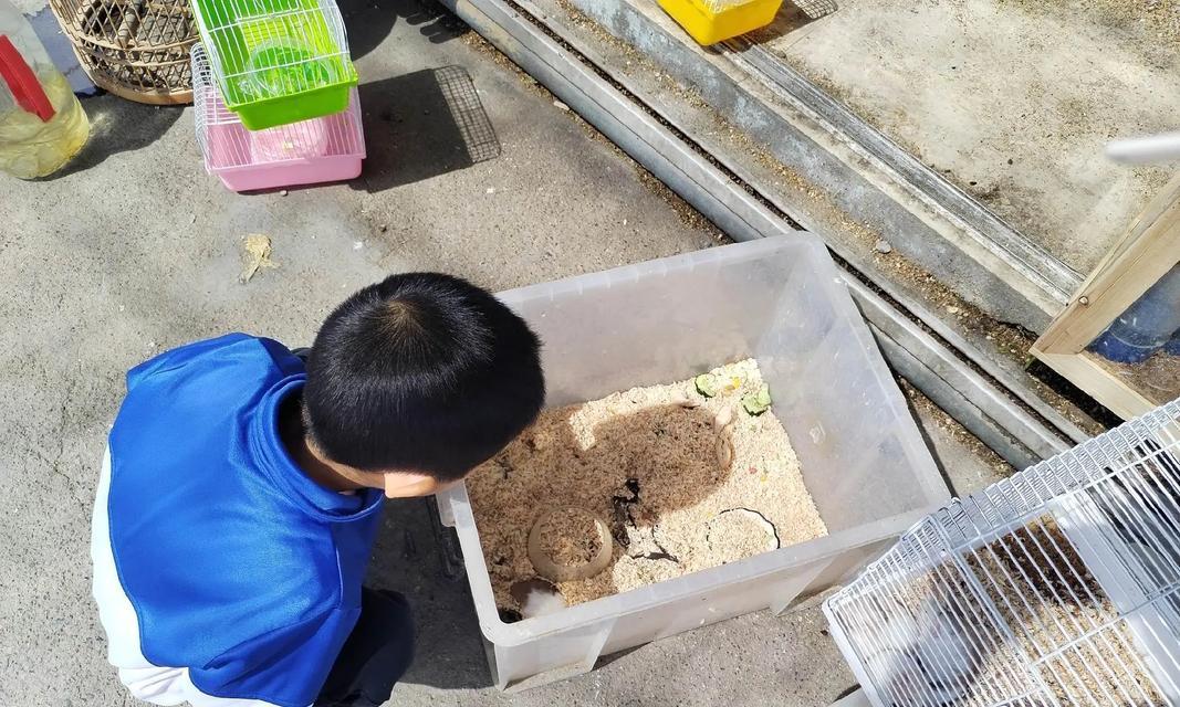 如何选择适合养宠物仓鼠的地方（探索仓鼠购买的最佳去处及购买建议）