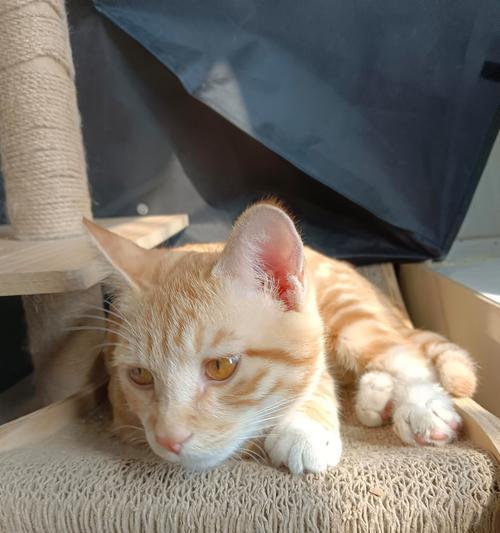 三个月大的小猫的睡眠习惯（探索小猫在三个月龄时的睡眠时长和模式）