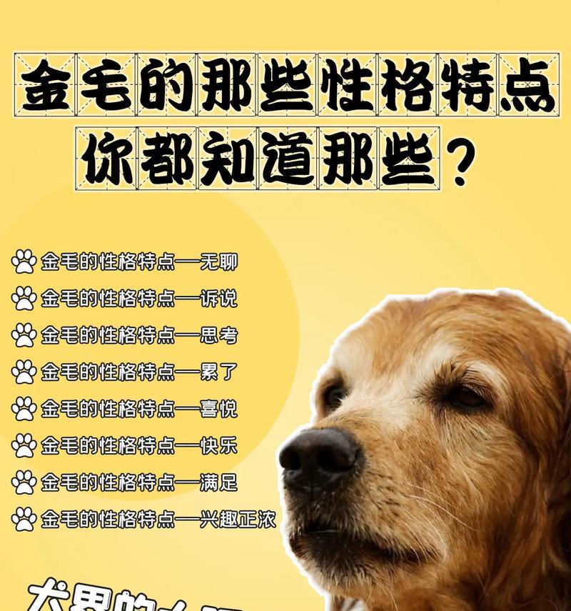 如何计算金毛犬的食量？（金毛犬每个阶段的需求不同）