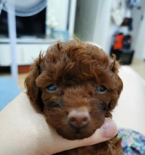 如何挑选健康的泰迪幼犬（遵循“7不要”，避免购买星期狗）