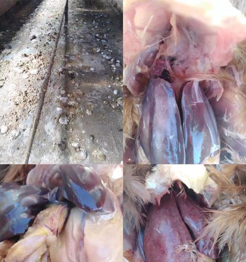 狗狗病毒性感冒（探索狗狗病毒性感冒康复过程，帮助您的爱宠尽快恢复健康）
