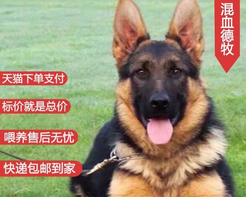 德牧的鲜为人知（探究德牧养育率低的原因及其特点）