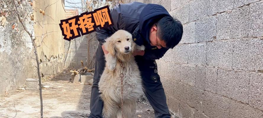狗狗腹水（了解狗狗腹水的常见症状，及时采取措施保护它们的健康）