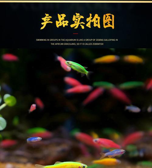 小型观赏鱼之食肉种类