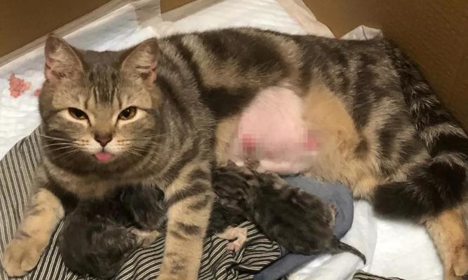 如何轻松识别猫咪公母？掌握两点方法！（猫咪公母难辨？别担心，这里有秘诀！）