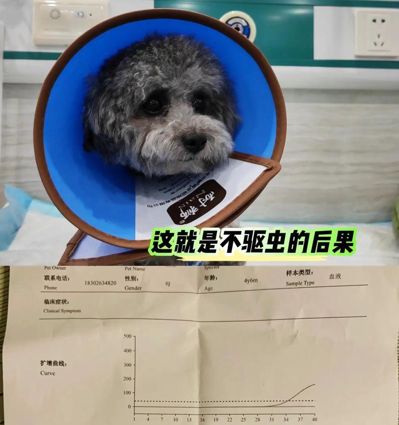 狗狗驱虫的重要性（定期驱虫是保护狗狗健康的关键）