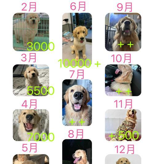 金毛临产（揭秘金毛母犬临产的时长与过程）