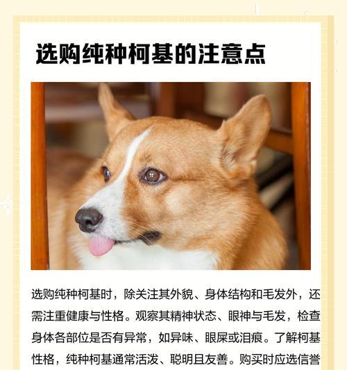 如何区分狗狗的品相？纯种的柯基怎么看品相？（细致观察和专业知识是判断狗狗品相的关键）