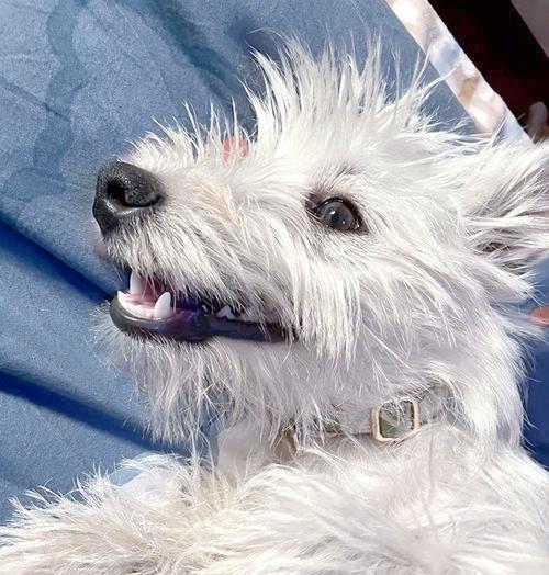 掌握不同毛发类型的狗狗梳理技巧（让你的爱犬拥有健康亮丽的毛发）