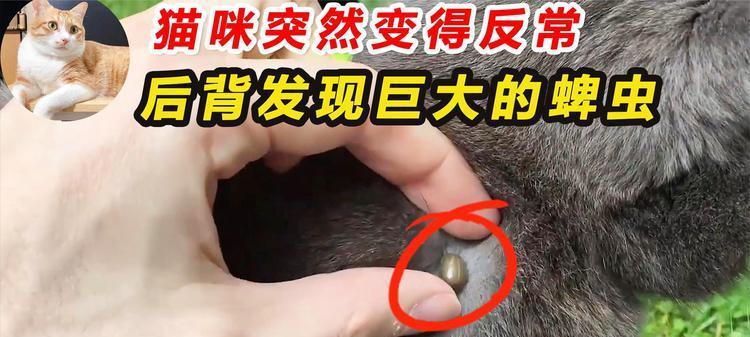 揭秘猫身上的虫（了解猫身上的寄生虫，守护猫咪健康）