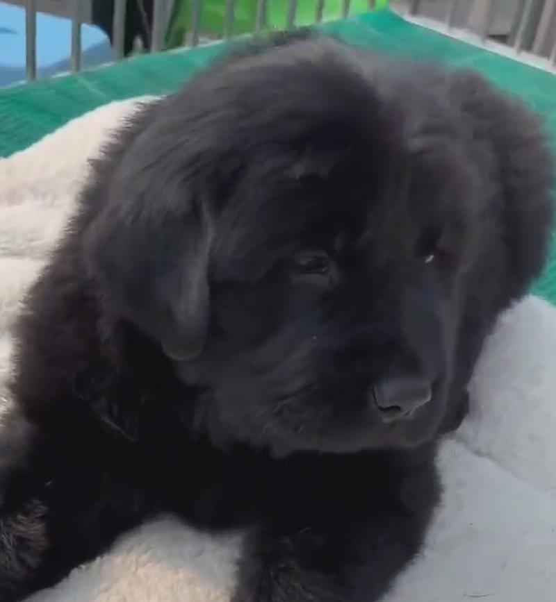 金毛为何会产下黑色幼犬？（探究金毛繁殖中的基因变异与遗传特性）