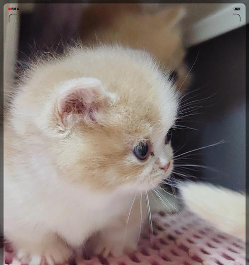 矮脚白色猫的价格调查（了解市场行情，购买合适的宠物伙伴）