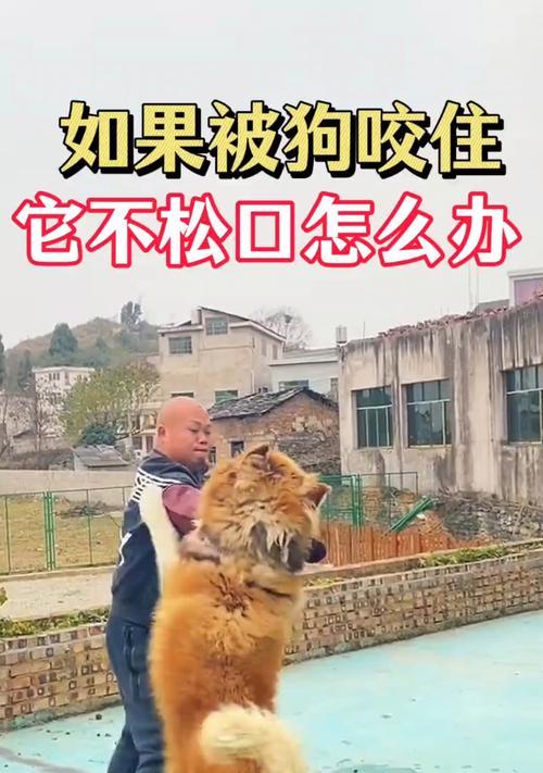处理咬人的狗的有效方法（保护人类安全，提高狗的行为素质）