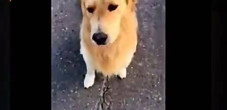 如何帮助金毛克服胆小心理？（解决金毛胆小问题的有效方法及）
