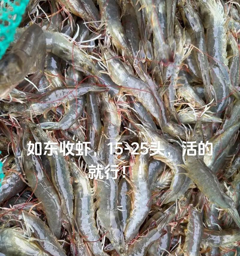 观赏虾的寿命究竟有多长？（揭秘观赏虾的生命周期及其关键因素）
