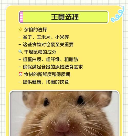 仓鼠饮食守则（用心照顾仓鼠健康，让它们吃得安心）