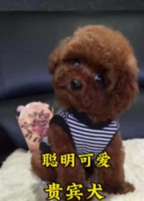 贵宾待遇的关键（贵宾待遇的细节之一）