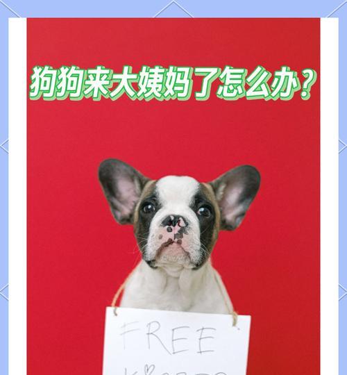 狗的月经期（了解狗的月经周期如何为您的宠物提供最佳护理）