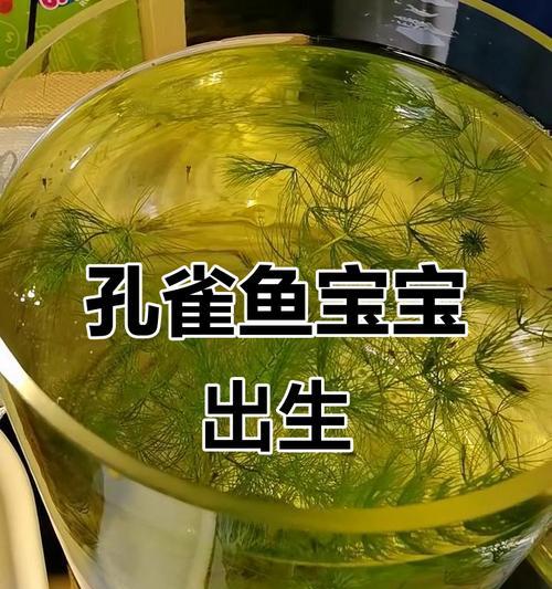 孔雀鱼幼崽喂食频率与养殖技巧（探究孔雀鱼幼崽的合理喂食频率及养殖技巧）