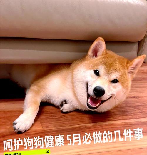 小狗驱虫与疫苗接种的最佳时间（了解小狗健康保护的关键——驱虫与疫苗接种）