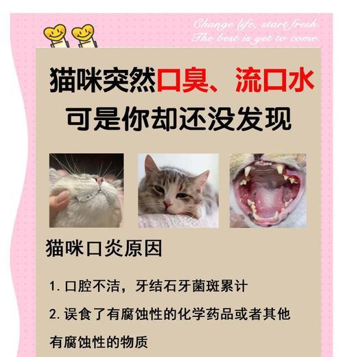 猫咪磨牙不简单——口腔炎症需重视（细致观察是关键，保持口腔健康）