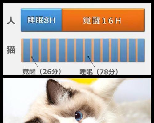 幼猫的睡眠时间（揭秘小猫咪的梦乡时光）