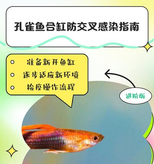 孔雀鱼入缸后的喂食时间规划（孔雀鱼喂食频率与间隔，）