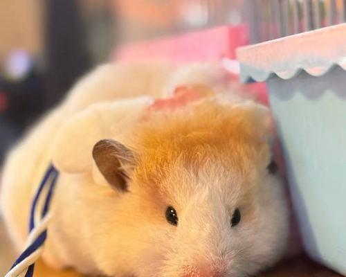 探索长毛熊仓鼠的多样品种（了解长毛熊仓鼠的品种特点及饲养技巧）