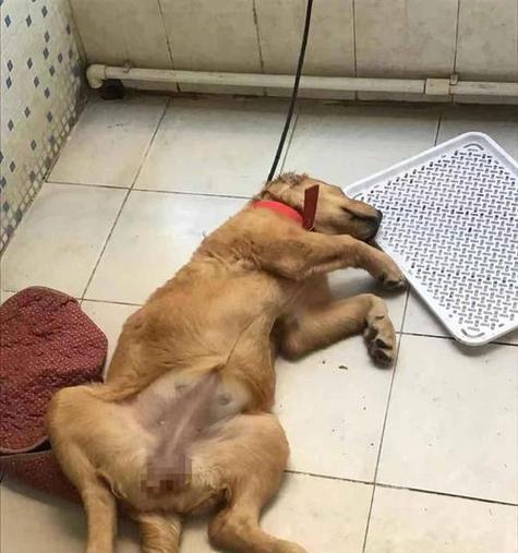 金毛犬生完狗后多久可以洗澡？（金毛犬产后清洁和护理的注意事项）