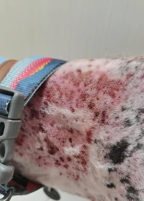 狗狗发烧物理降温的注意事项（如何正确给狗狗物理降温，避免不良后果）