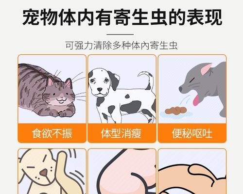 金毛犬打虫药后，多久开始拉虫？（了解金毛犬打虫药效果，安心养宠）