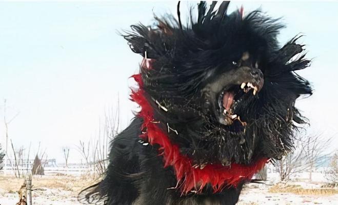鬼獒vs狮子（谁是动物界的王者？——鬼獒和狮子的生死对决）