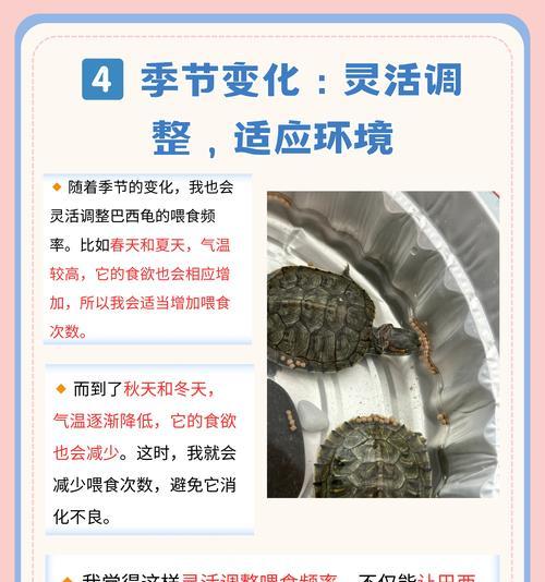 深水龟饲养水位的重要性（保持适当的水位是深水龟健康生长的关键）
