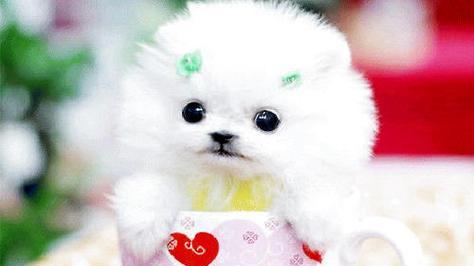 茶杯犬繁殖与健康问题（解密茶杯犬的繁殖方式与常见健康隐患）