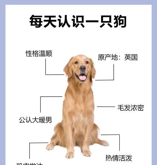 金毛犬交配后多久会生？（探索金毛犬交配后的妊娠周期及分娩时间）