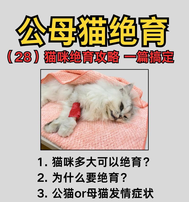 猫咪交配与怀孕周期详解（了解猫咪交配时间和判断怀孕的方法，关注猫咪健康生育）