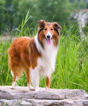 温顺短毛犬