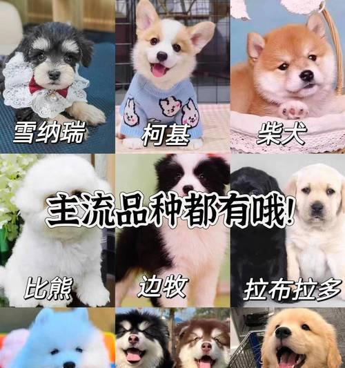 比熊的理想配对