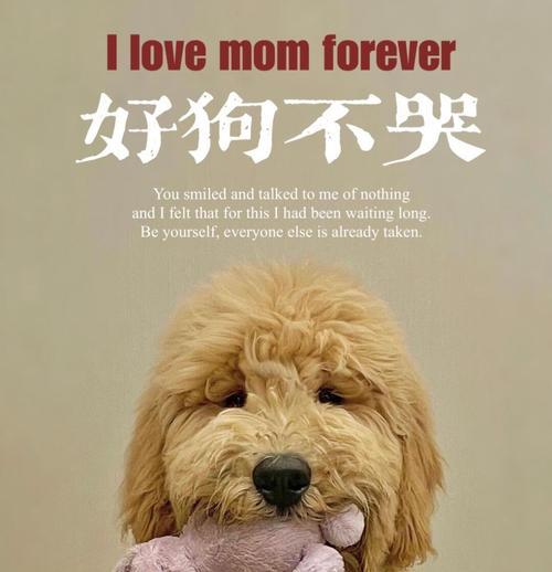 狗狗拍摄的电影（狗狗主演的电影作品与成功秘诀）