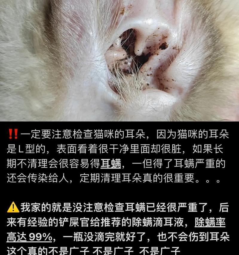 猫咪耳朵清洁的正确方法（维护猫咪耳朵健康的重要性及清洁频率）