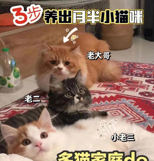 幼猫喂养秘籍（注意事项和关键要素）