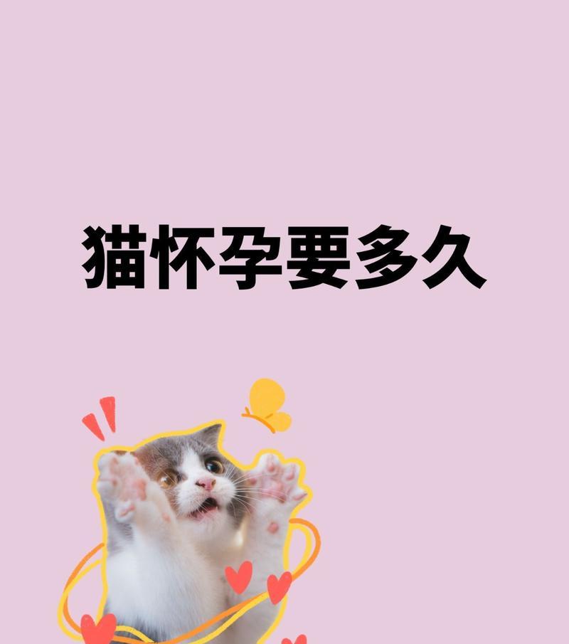 猫咪配对所需时间长短因素解析（了解猫咪配对的时间因素以及其中关键要点）