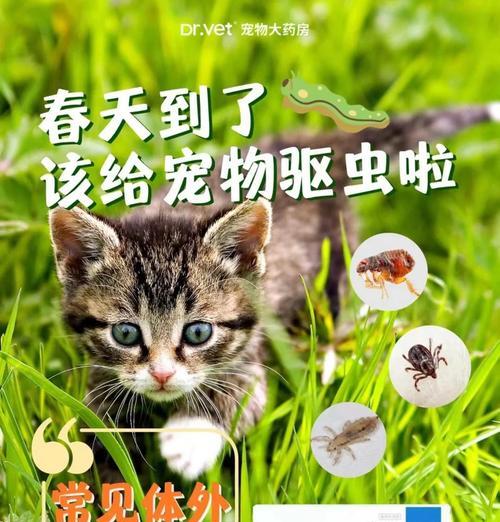 揭秘宠物体内的常见寄生虫（了解宠物体内的寄生虫种类及防治方法）