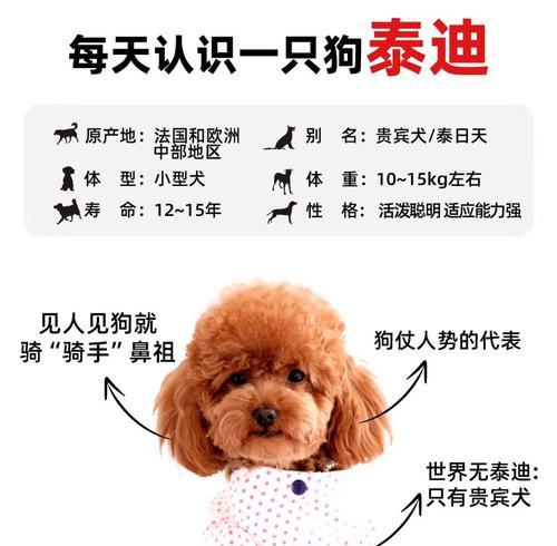 小泰迪疫苗接种时间及注意事项（了解小泰迪的疫苗接种时间，保障宠物健康）