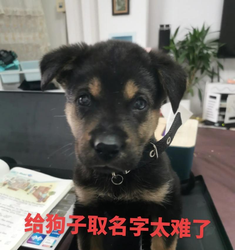 狗狗取名的忌讳与讲究（避开这6个忌讳，给狗狗起个好名字）
