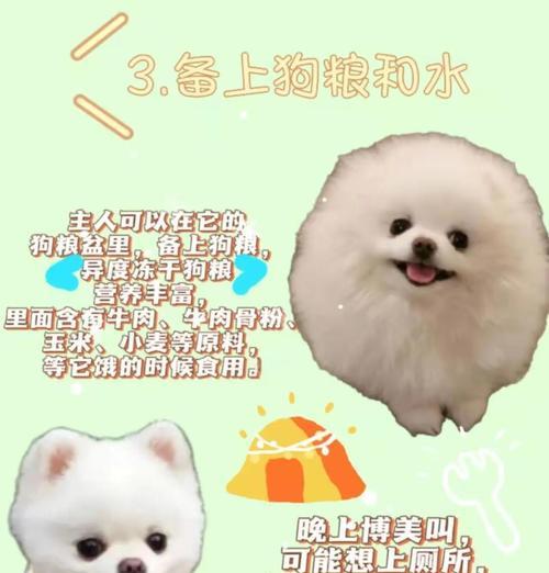 博美绑耳朵的时间要求及注意事项（探讨博美绑耳朵的最佳时间和正确方法）