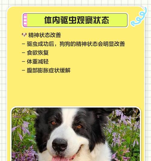 狗狗的驱虫时间表（了解狗狗驱虫的最佳时间和方法）